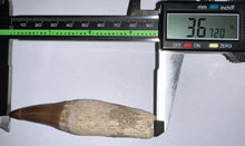 Load image into Gallery viewer, Large Mosasaurus Mosasaur Tooth 3.67 Inches! Dinosaur Era Marine Reptile!