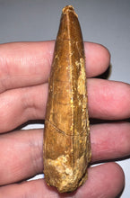 Load image into Gallery viewer, Huge Carcharodontosaur Fossil Tooth 2.59 Inches Fantastic Serrations
