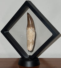 Load image into Gallery viewer, Large Mosasaurus Mosasaur Tooth 3.67 Inches! Dinosaur Era Marine Reptile!