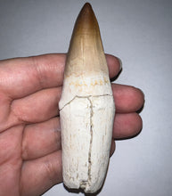 Load image into Gallery viewer, Large Thalassotitan Mosasaur Tooth 3.73 Inches! Dinosaur Era Marine Reptile!