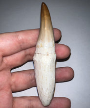 Load image into Gallery viewer, Large Thalassotitan Mosasaur Tooth 3.73 Inches! Dinosaur Era Marine Reptile!