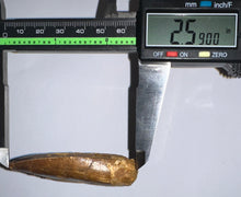 Load image into Gallery viewer, Huge Carcharodontosaur Fossil Tooth 2.59 Inches Fantastic Serrations