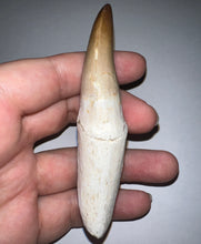 Load image into Gallery viewer, Large Thalassotitan Mosasaur Tooth 3.73 Inches! Dinosaur Era Marine Reptile!