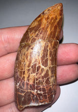 Load image into Gallery viewer, Monster Carcharodontosaur Fossil Tooth 3+ Inches Fantastic Serrations