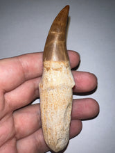 Load image into Gallery viewer, HUGE Eremiasaurus Mosasaur Tooth 3.81 Inches! Dinosaur Era Marine Reptile!