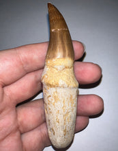 Load image into Gallery viewer, HUGE Eremiasaurus Mosasaur Tooth 3.81 Inches! Dinosaur Era Marine Reptile!