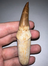 Load image into Gallery viewer, HUGE Eremiasaurus Mosasaur Tooth 3.81 Inches! Dinosaur Era Marine Reptile!