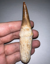 Load image into Gallery viewer, HUGE Eremiasaurus Mosasaur Tooth 3.81 Inches! Dinosaur Era Marine Reptile!
