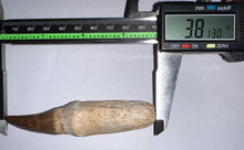 Load image into Gallery viewer, HUGE Eremiasaurus Mosasaur Tooth 3.81 Inches! Dinosaur Era Marine Reptile!
