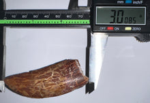 Load image into Gallery viewer, Monster Carcharodontosaur Fossil Tooth 3+ Inches Fantastic Serrations