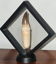 Load image into Gallery viewer, HUGE Eremiasaurus Mosasaur Tooth 3.81 Inches! Dinosaur Era Marine Reptile!