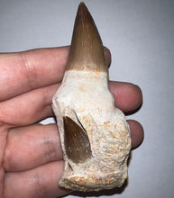 Load image into Gallery viewer, HUGE Eremiasaurus Mosasaur Tooth 3.4 Inches! Second Unerupted Tooth! Dinosaur Era Marine Reptile! No Repair!