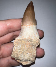 Load image into Gallery viewer, HUGE Eremiasaurus Mosasaur Tooth 3.4 Inches! Second Unerupted Tooth! Dinosaur Era Marine Reptile! No Repair!