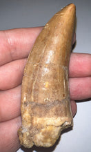 Load image into Gallery viewer, Monster Carcharodontosaur Fossil Tooth 3.34 Inches Fantastic Serrations