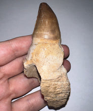 Load image into Gallery viewer, Large Thalassotitan Mosasaur Tooth 3.82 Inches! Dinosaur Era Marine Reptile! No Repair!
