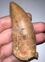 Load image into Gallery viewer, Monster Carcharodontosaur Fossil Tooth 3.34 Inches Fantastic Serrations