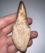 Load image into Gallery viewer, Large Thalassotitan Mosasaur Tooth 3.82 Inches! Dinosaur Era Marine Reptile! No Repair!
