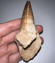 Load image into Gallery viewer, Large Thalassotitan Mosasaur Tooth 3.82 Inches! Dinosaur Era Marine Reptile! No Repair!