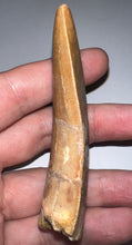 Load image into Gallery viewer, Monster Carcharodontosaur Fossil Tooth 3.34 Inches Fantastic Serrations