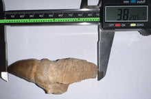 Load image into Gallery viewer, Large Thalassotitan Mosasaur Tooth 3.82 Inches! Dinosaur Era Marine Reptile! No Repair!