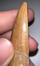 Load image into Gallery viewer, Monster Carcharodontosaur Fossil Tooth 3.34 Inches Fantastic Serrations