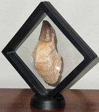 Load image into Gallery viewer, Large Thalassotitan Mosasaur Tooth 3.82 Inches! Dinosaur Era Marine Reptile! No Repair!