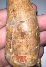 Load image into Gallery viewer, Monster Carcharodontosaur Fossil Tooth 3.34 Inches Fantastic Serrations