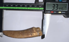 Load image into Gallery viewer, Monster Carcharodontosaur Fossil Tooth 3.34 Inches Fantastic Serrations