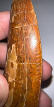 Load image into Gallery viewer, MONSTER Carcharodontosaur Fossil Tooth 3.74 Inches Fantastic Serrations