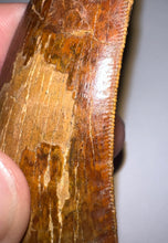 Load image into Gallery viewer, MONSTER Carcharodontosaur Fossil Tooth 3.74 Inches Fantastic Serrations