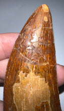 Load image into Gallery viewer, MONSTER Carcharodontosaur Fossil Tooth 3.74 Inches Fantastic Serrations