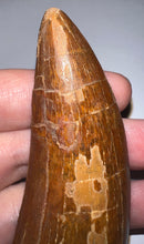 Load image into Gallery viewer, MONSTER Carcharodontosaur Fossil Tooth 3.74 Inches Fantastic Serrations