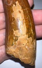 Load image into Gallery viewer, MONSTER Carcharodontosaur Fossil Tooth 3.74 Inches Fantastic Serrations