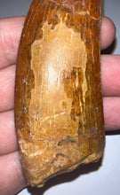 Load image into Gallery viewer, MONSTER Carcharodontosaur Fossil Tooth 3.74 Inches Fantastic Serrations