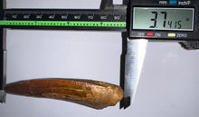 Load image into Gallery viewer, MONSTER Carcharodontosaur Fossil Tooth 3.74 Inches Fantastic Serrations