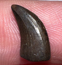 Load image into Gallery viewer, Rare Large Acheroraptor Fossil Tooth Dromaeosaur True Raptor from the Hell Creek .52 Inches!