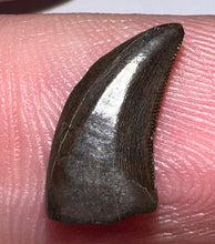 Load image into Gallery viewer, Rare Large Acheroraptor Fossil Tooth Dromaeosaur True Raptor from the Hell Creek .52 Inches!