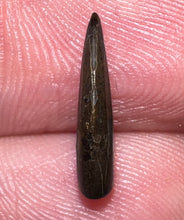Load image into Gallery viewer, Rare Large Acheroraptor Fossil Tooth Dromaeosaur True Raptor from the Hell Creek .52 Inches!