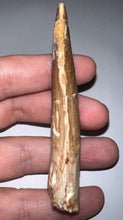 Load image into Gallery viewer, Huge Spinosaur Fossil Dinosaur Tooth 3.41 Inches with Display Stand and Case