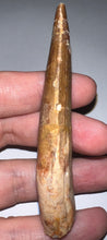 Load image into Gallery viewer, Huge Spinosaur Fossil Dinosaur Tooth 3.41 Inches with Display Stand and Case