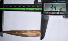 Load image into Gallery viewer, Huge Spinosaur Fossil Dinosaur Tooth 3.41 Inches with Display Stand and Case
