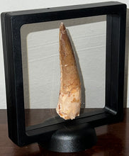 Load image into Gallery viewer, Huge Spinosaur Fossil Dinosaur Tooth 3.41 Inches with Display Stand and Case