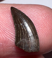 Load image into Gallery viewer, PRISTINE Rare Large Acheroraptor Fossil Tooth Dromaeosaur True Raptor from the Hell Creek .51 Inches!