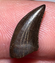 Load image into Gallery viewer, PRISTINE Rare Large Acheroraptor Fossil Tooth Dromaeosaur True Raptor from the Hell Creek .51 Inches!