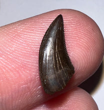 Load image into Gallery viewer, PRISTINE Rare Large Acheroraptor Fossil Tooth Dromaeosaur True Raptor from the Hell Creek .51 Inches!