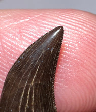 Load image into Gallery viewer, PRISTINE Rare Large Acheroraptor Fossil Tooth Dromaeosaur True Raptor from the Hell Creek .51 Inches!