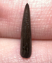 Load image into Gallery viewer, PRISTINE Rare Large Acheroraptor Fossil Tooth Dromaeosaur True Raptor from the Hell Creek .51 Inches!