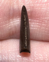 Load image into Gallery viewer, PRISTINE Rare Large Acheroraptor Fossil Tooth Dromaeosaur True Raptor from the Hell Creek .51 Inches!