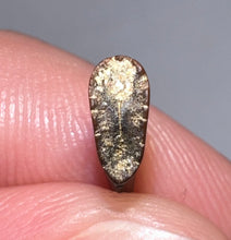 Load image into Gallery viewer, PRISTINE Rare Large Acheroraptor Fossil Tooth Dromaeosaur True Raptor from the Hell Creek .51 Inches!