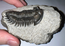 Load image into Gallery viewer, Huge Rare Moroccan Fossil Trilobite Coltraneia 2+ Inches